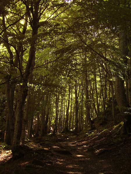 selva 01